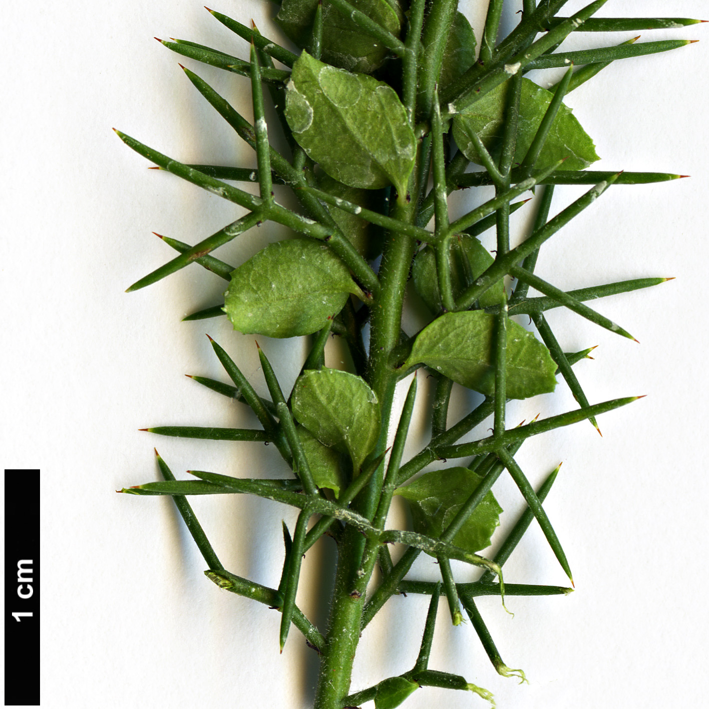 High resolution image: Family: Rhamnaceae - Genus: Colletia - Taxon: ulicina High resolution image: Family: Rhamnaceae - Genus: Colletia - Taxon: ulicina