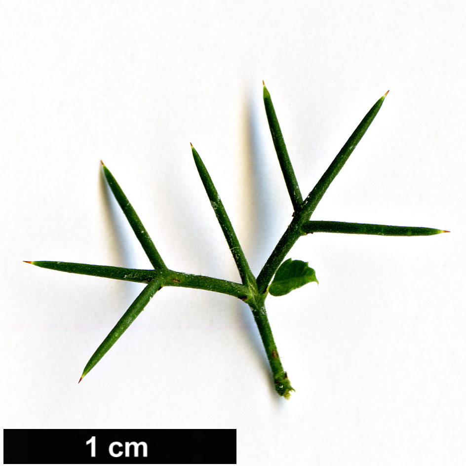 High resolution image: Family: Rhamnaceae - Genus: Colletia - Taxon: ulicina