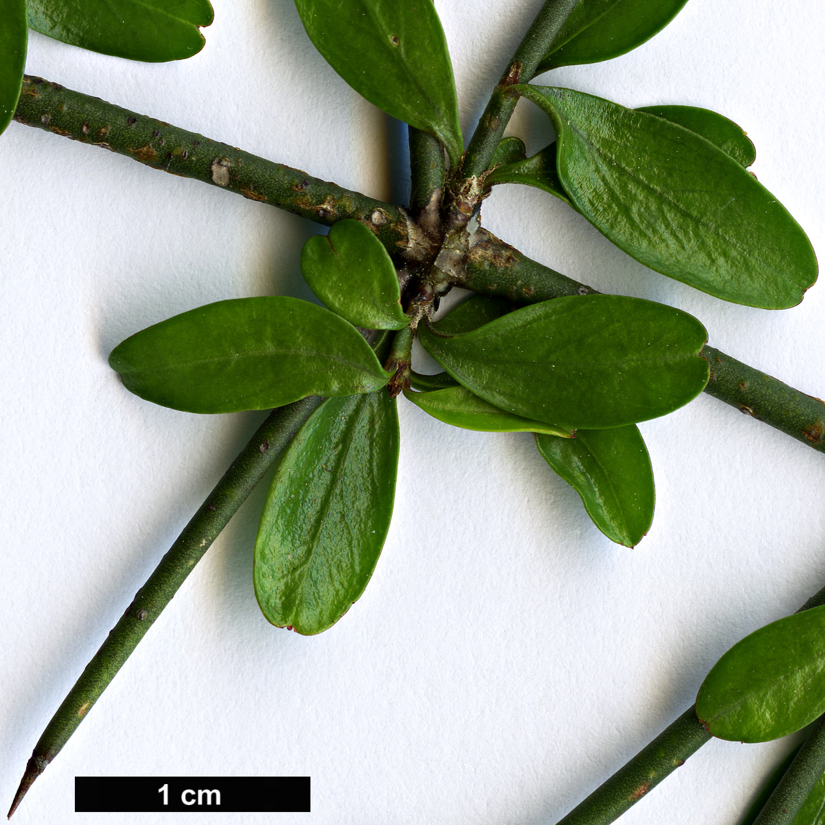 High resolution image: Family: Rhamnaceae - Genus: Discaria - Taxon: toumatou