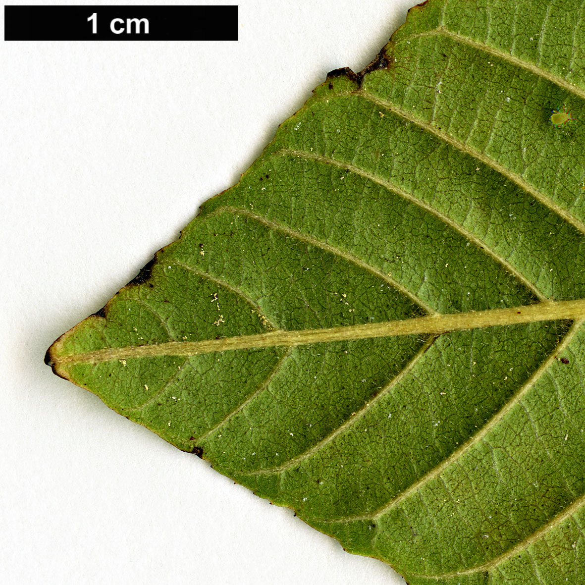 High resolution image: Family: Rhamnaceae - Genus: Frangula - Taxon: purshiana