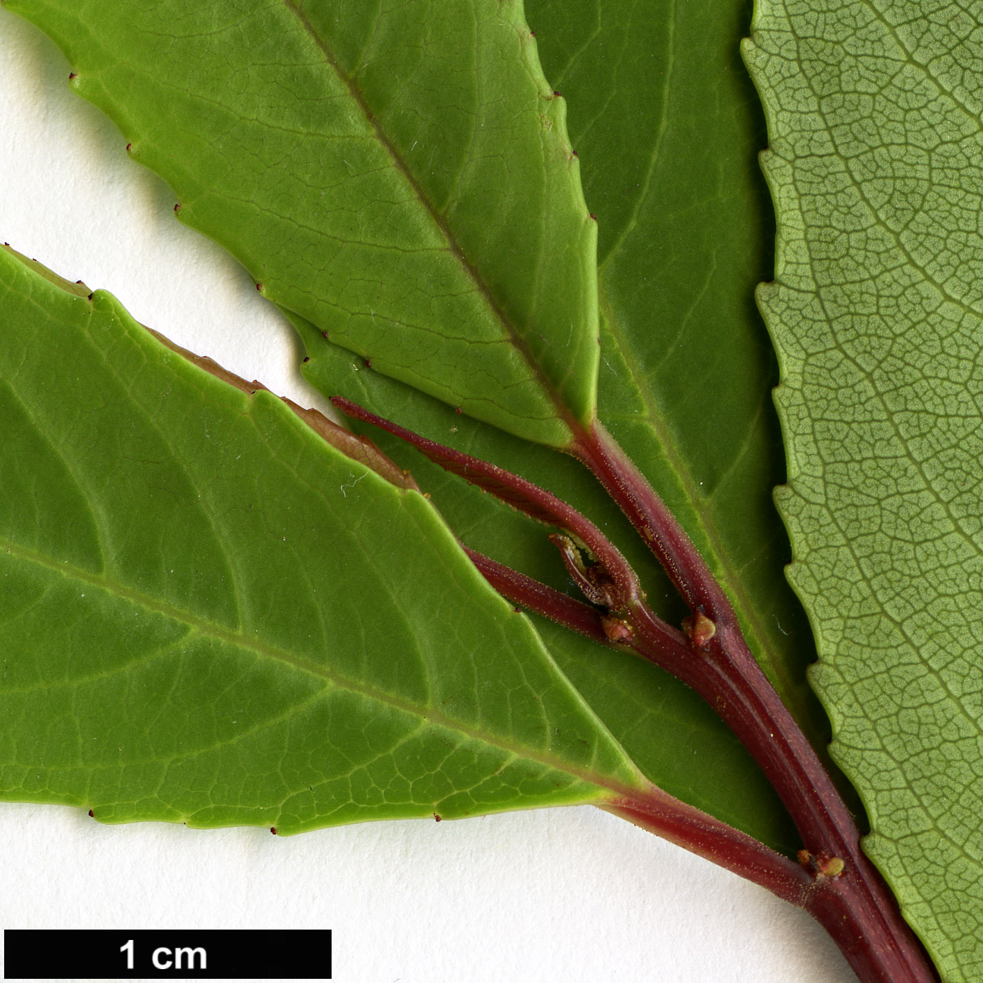 High resolution image: Family: Rhamnaceae - Genus: Noltea - Taxon: africana