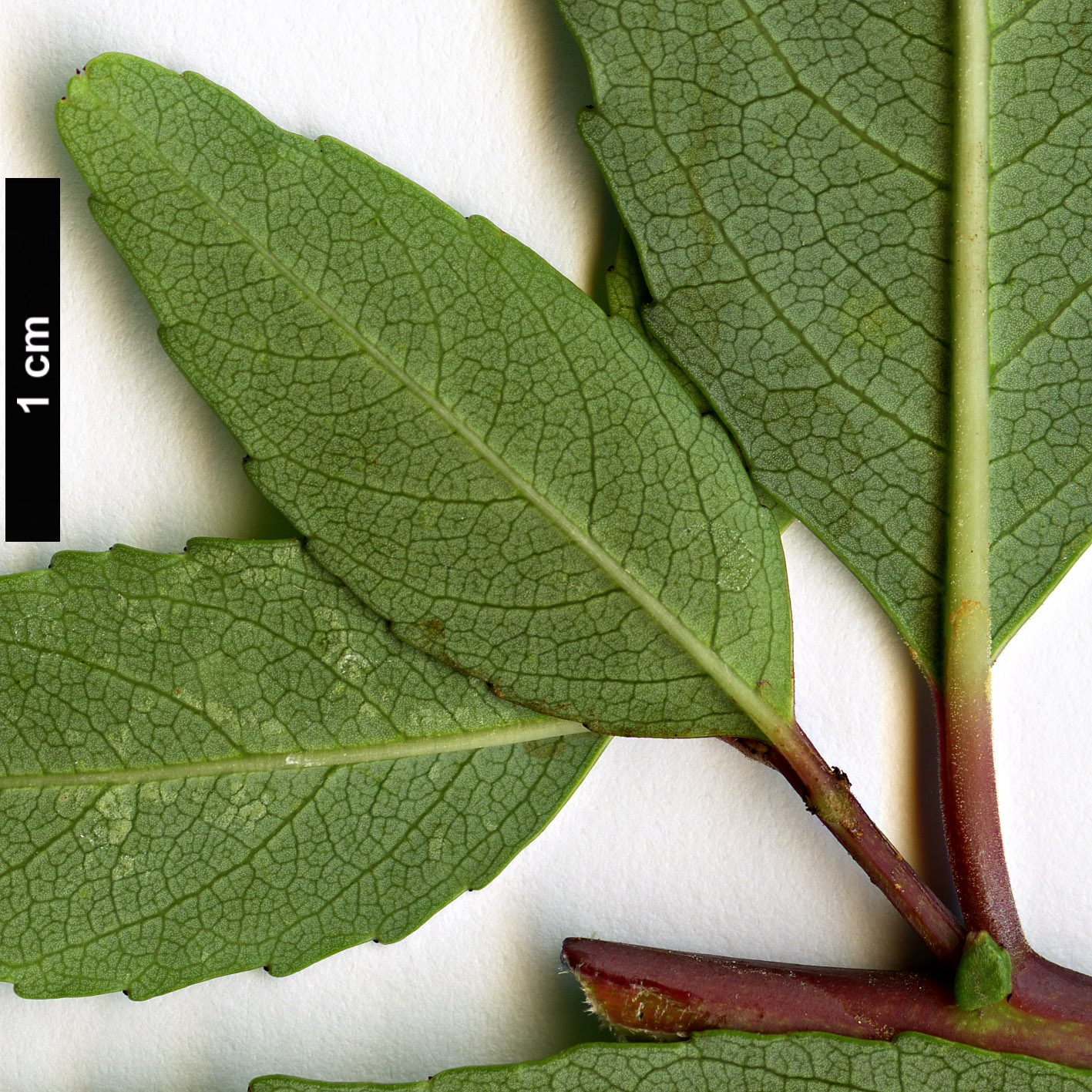 High resolution image: Family: Rhamnaceae - Genus: Noltea - Taxon: africana High resolution image: Family: Rhamnaceae - Genus: Noltea - Taxon: africana