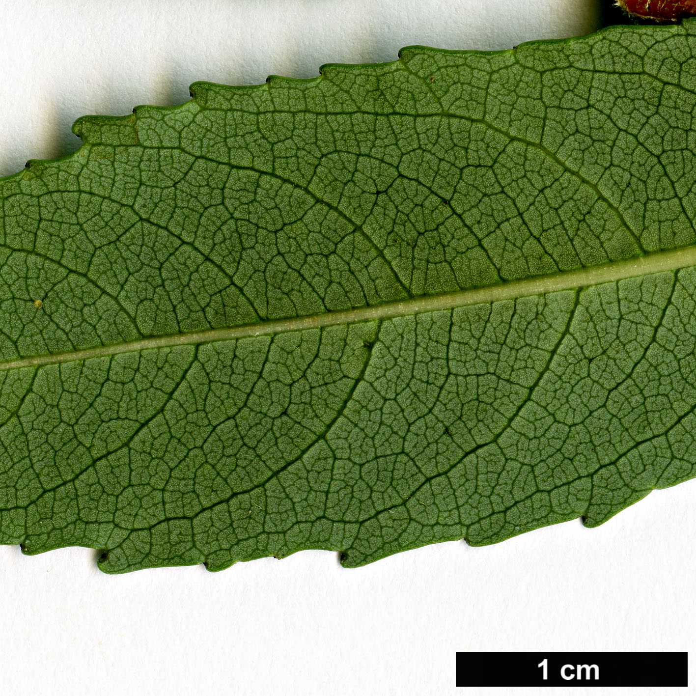 High resolution image: Family: Rhamnaceae - Genus: Noltea - Taxon: africana High resolution image: Family: Rhamnaceae - Genus: Noltea - Taxon: africana
