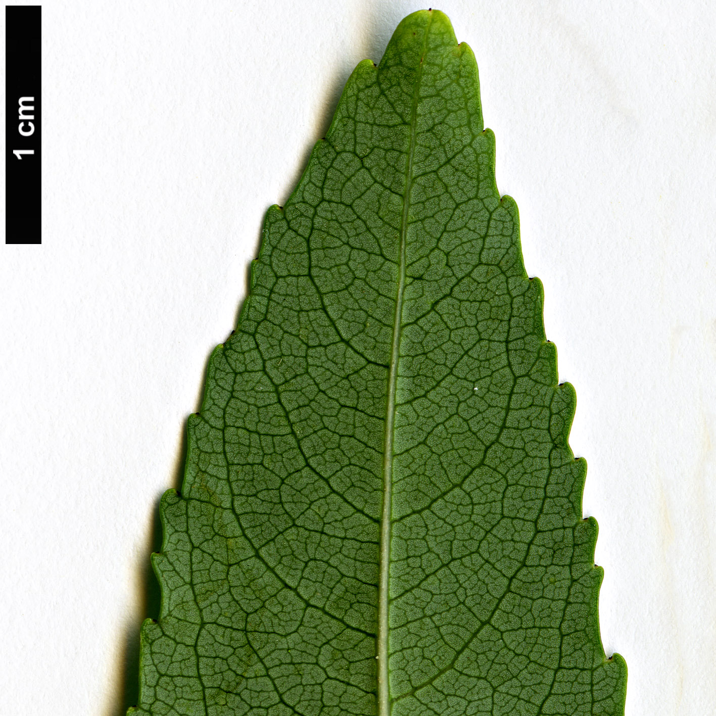 High resolution image: Family: Rhamnaceae - Genus: Noltea - Taxon: africana