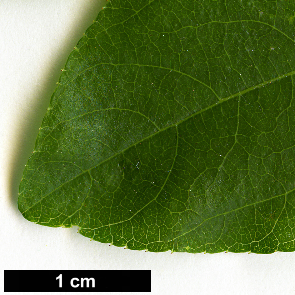 High resolution image: Family: Rhamnaceae - Genus: Paliurus - Taxon: spina-christi