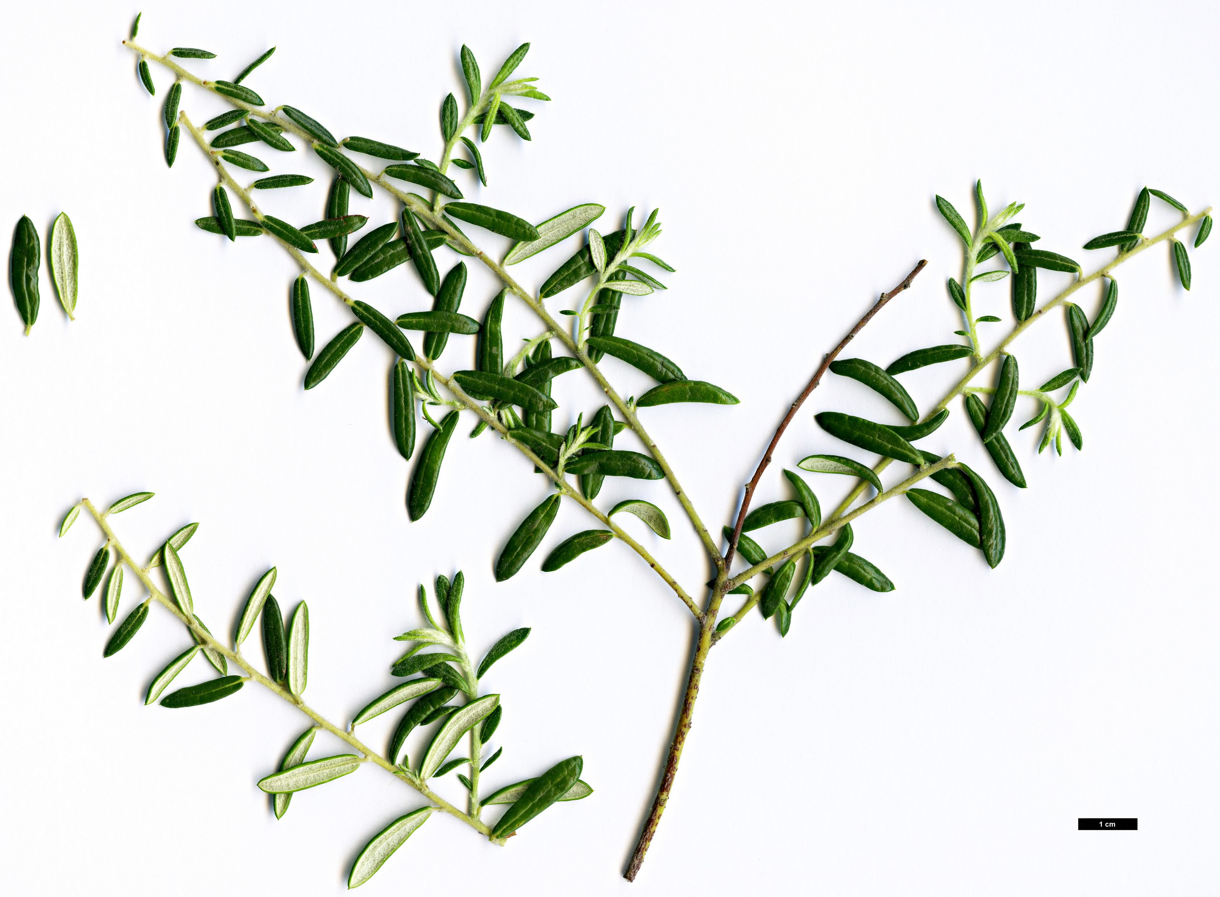 High resolution image: Family: Rhamnaceae - Genus: Phylica - Taxon: polifolia