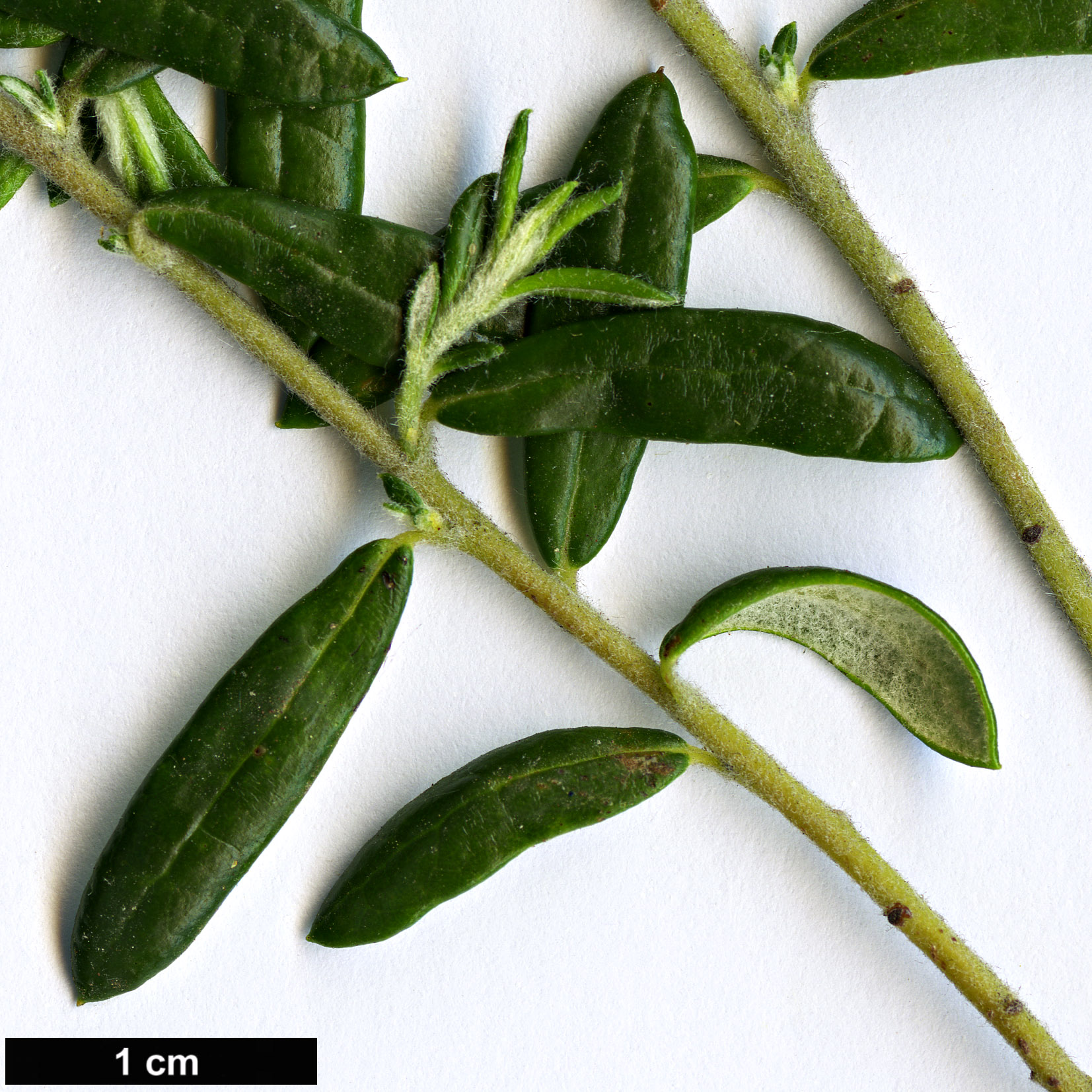 High resolution image: Family: Rhamnaceae - Genus: Phylica - Taxon: polifolia