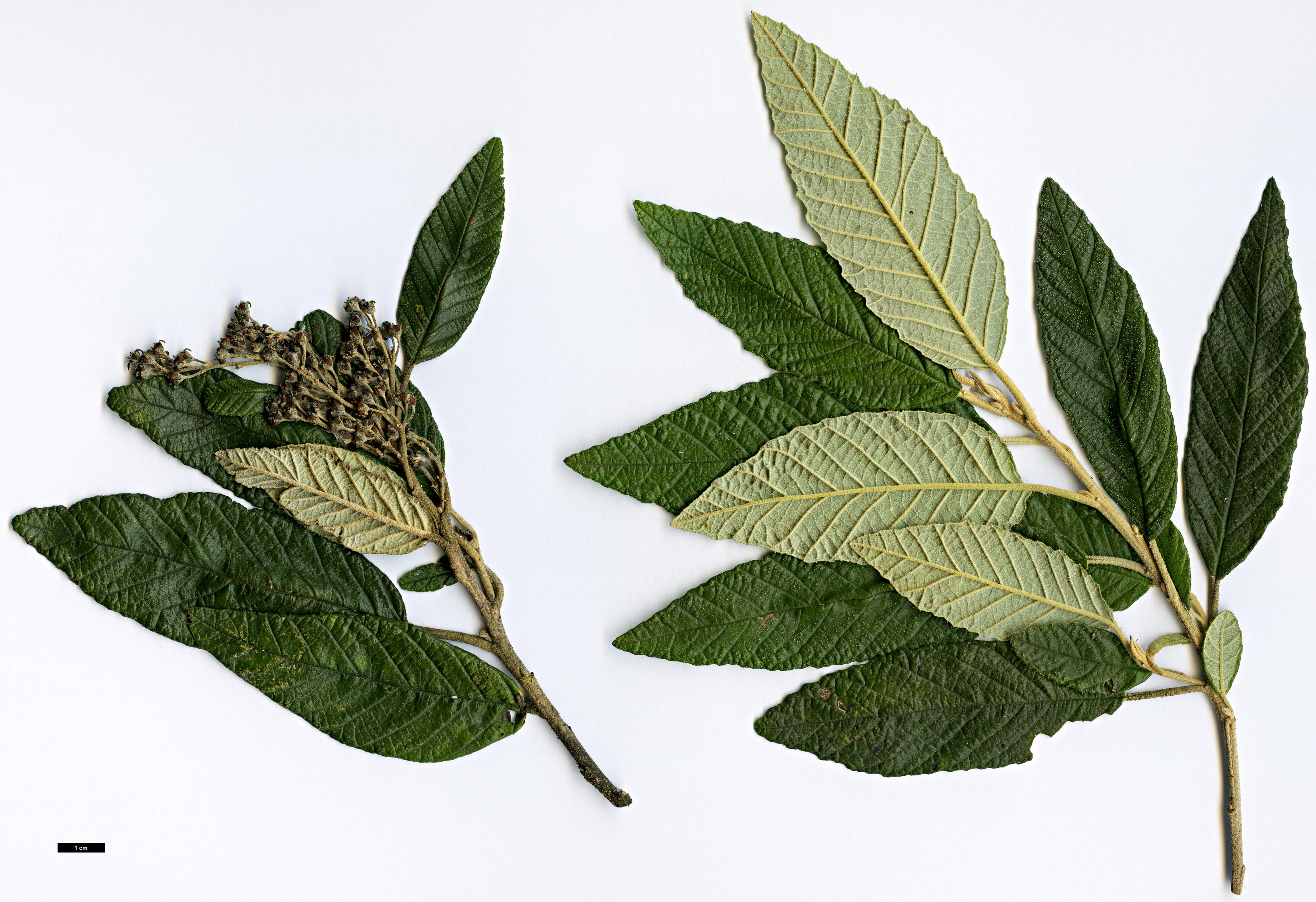 High resolution image: Family: Rhamnaceae - Genus: Pomaderris - Taxon: apetala High resolution image: Family: Rhamnaceae - Genus: Pomaderris - Taxon: apetala