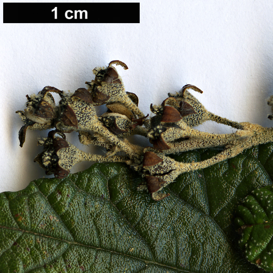 High resolution image: Family: Rhamnaceae - Genus: Pomaderris - Taxon: apetala