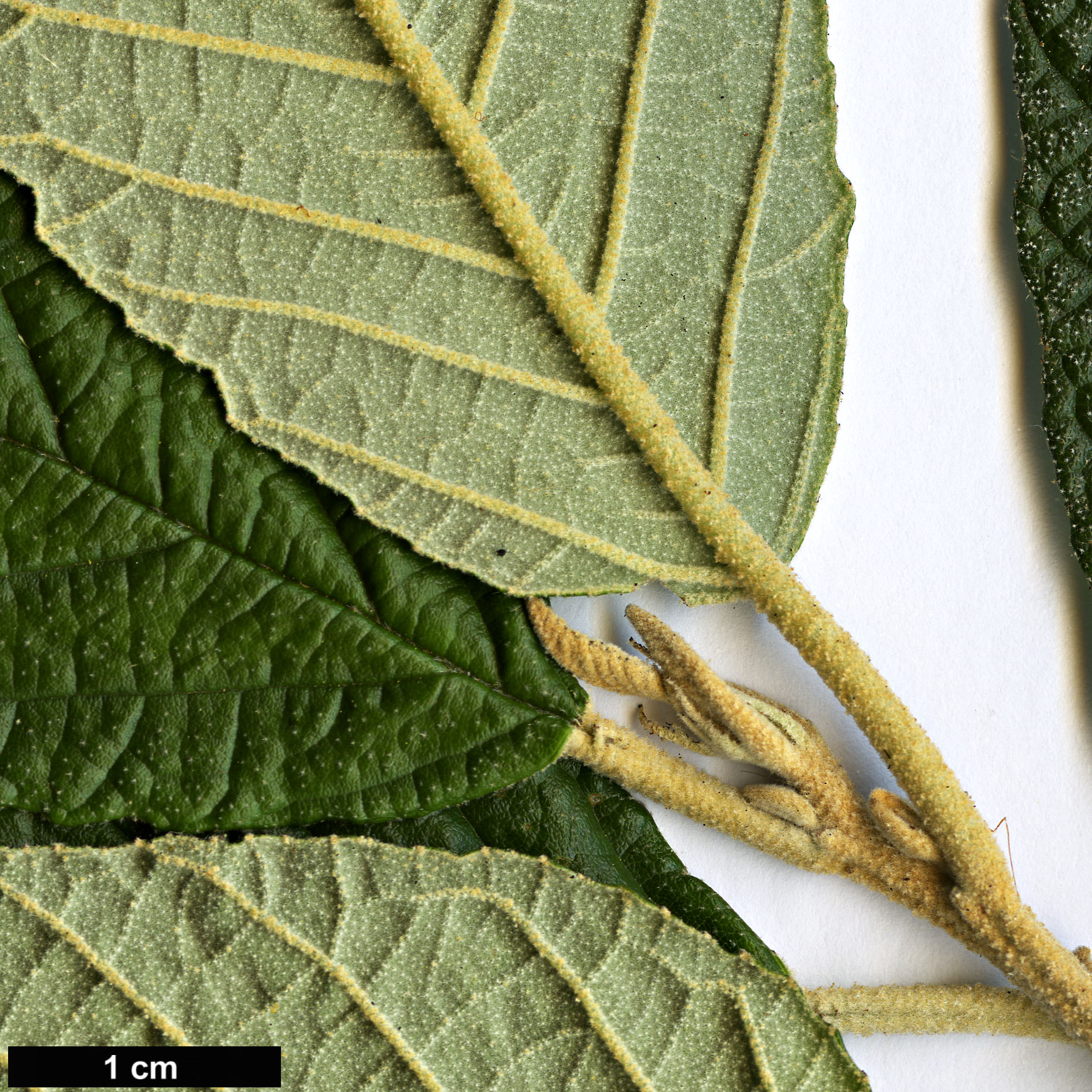 High resolution image: Family: Rhamnaceae - Genus: Pomaderris - Taxon: apetala High resolution image: Family: Rhamnaceae - Genus: Pomaderris - Taxon: apetala