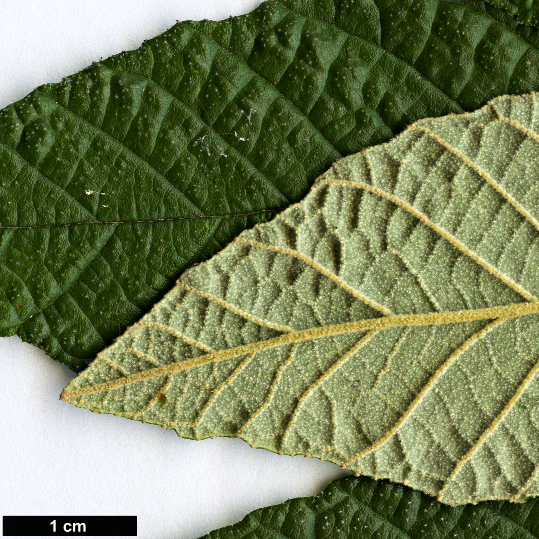 High resolution image: Family: Rhamnaceae - Genus: Pomaderris - Taxon: apetala High resolution image: Family: Rhamnaceae - Genus: Pomaderris - Taxon: apetala