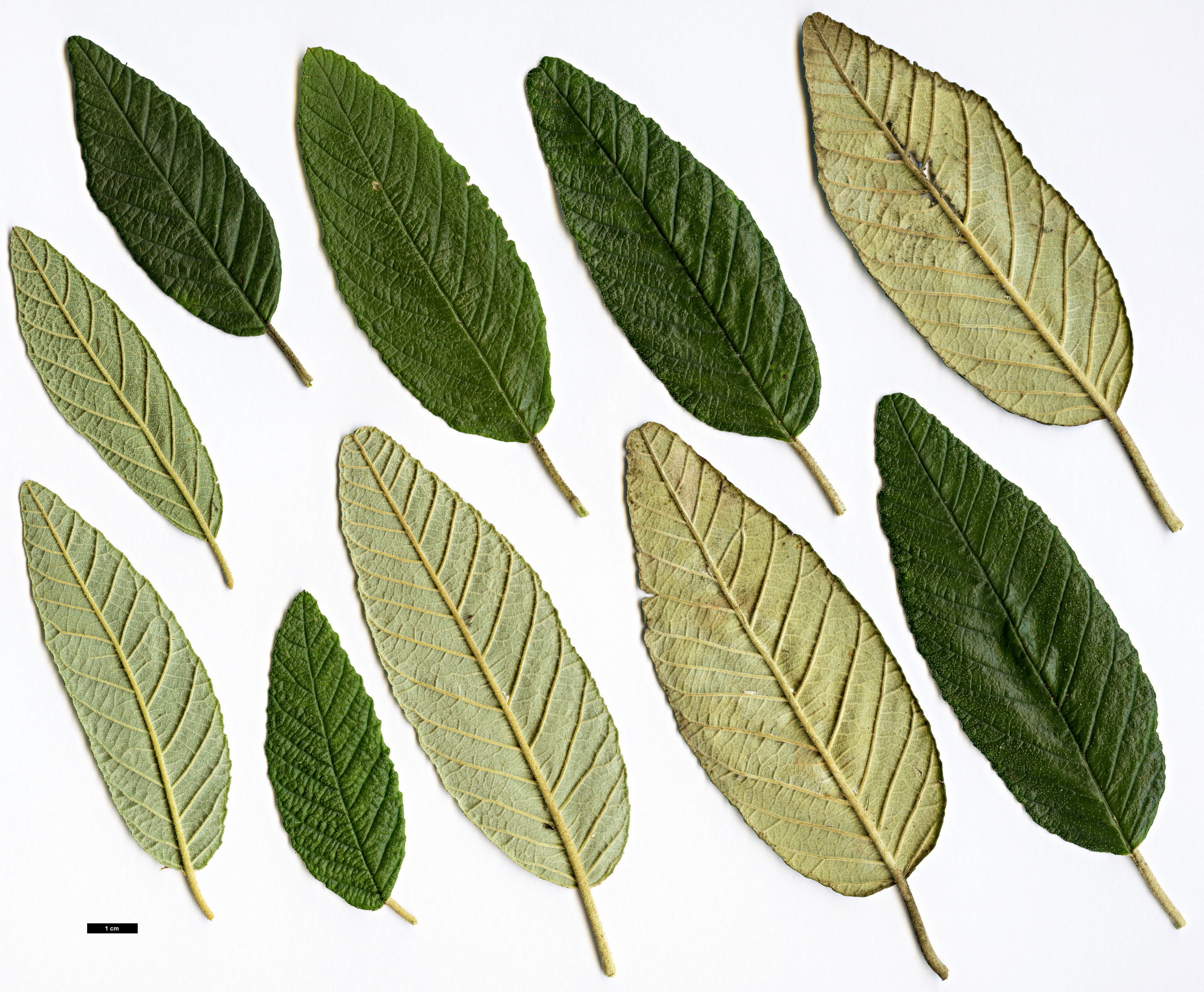 High resolution image: Family: Rhamnaceae - Genus: Pomaderris - Taxon: apetala High resolution image: Family: Rhamnaceae - Genus: Pomaderris - Taxon: apetala