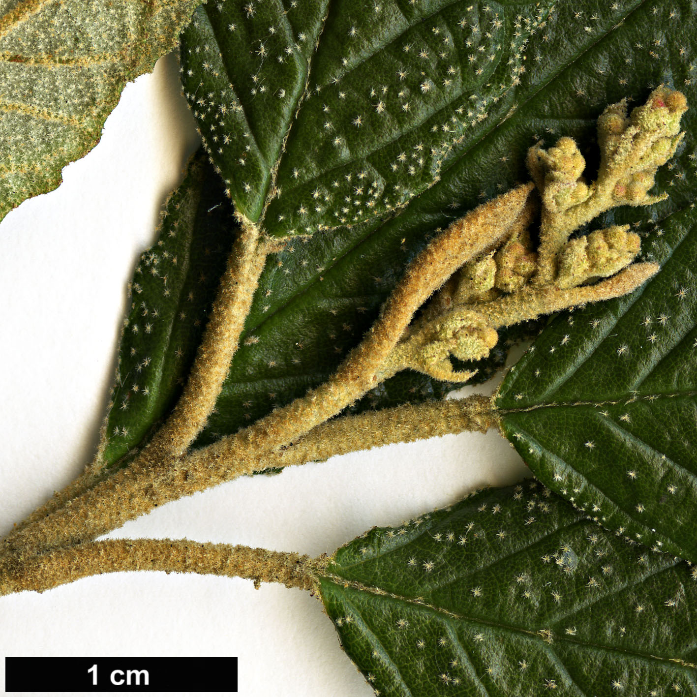 High resolution image: Family: Rhamnaceae - Genus: Pomaderris - Taxon: apetala