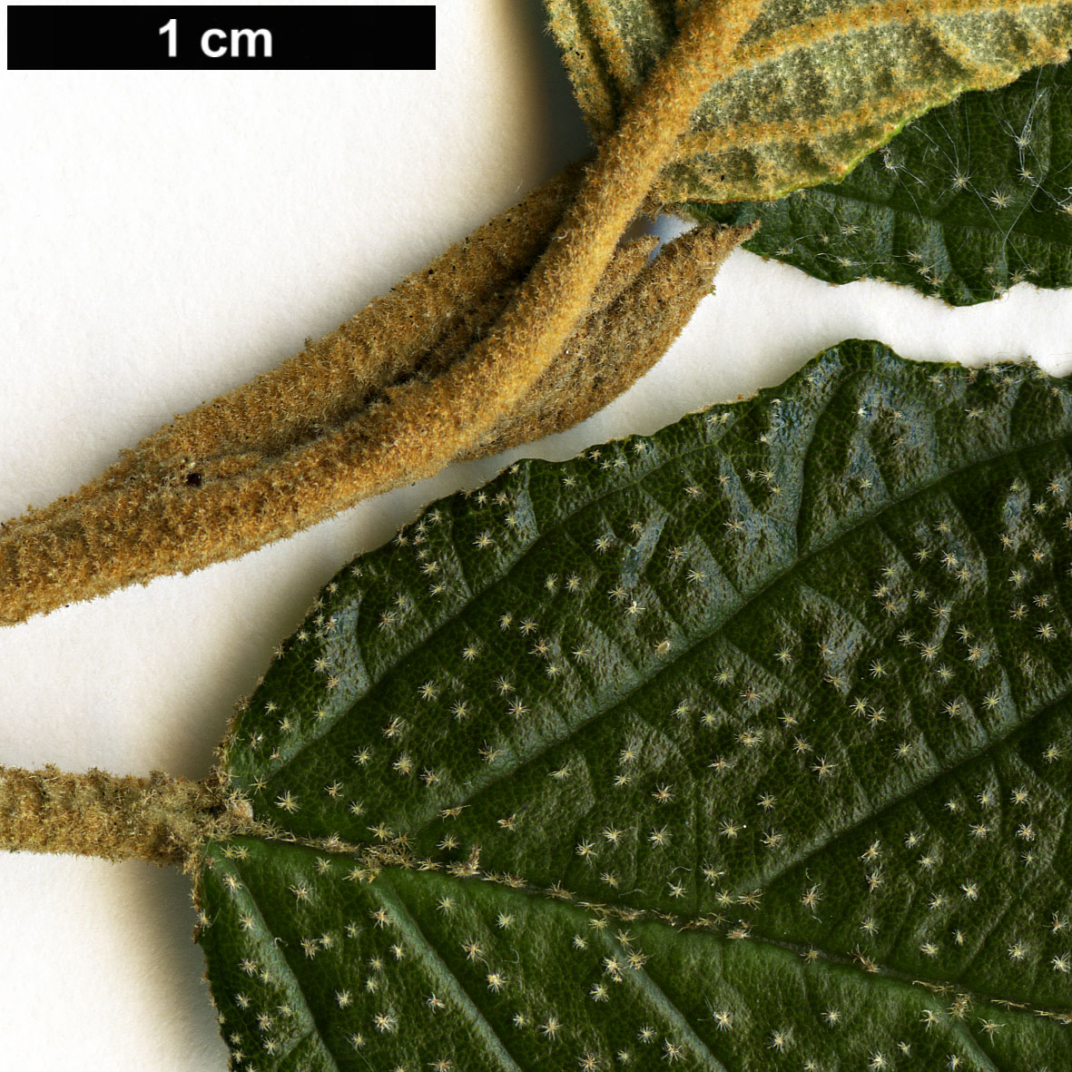 High resolution image: Family: Rhamnaceae - Genus: Pomaderris - Taxon: apetala High resolution image: Family: Rhamnaceae - Genus: Pomaderris - Taxon: apetala