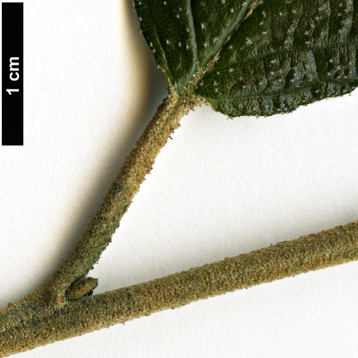 High resolution image: Family: Rhamnaceae - Genus: Pomaderris - Taxon: apetala High resolution image: Family: Rhamnaceae - Genus: Pomaderris - Taxon: apetala