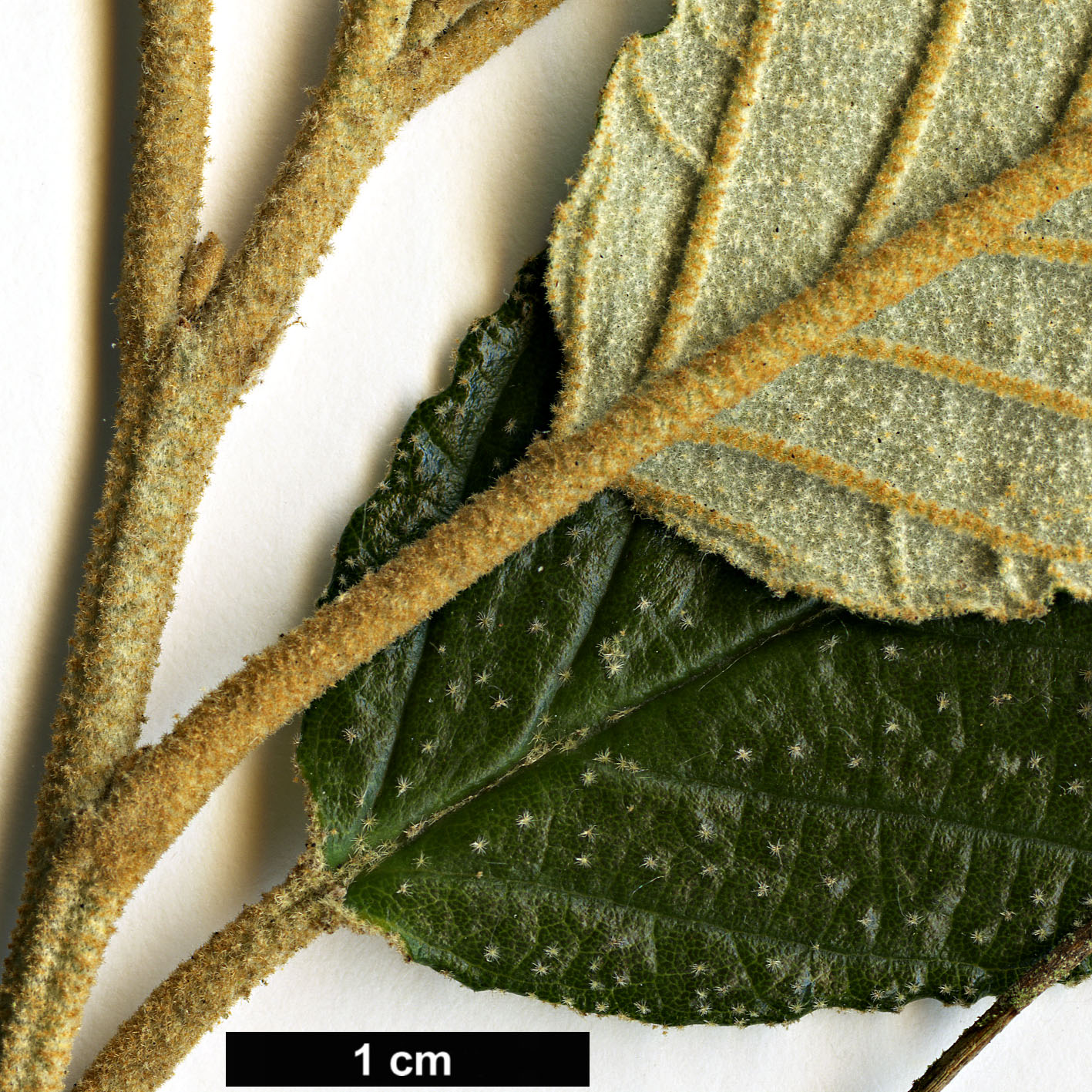 High resolution image: Family: Rhamnaceae - Genus: Pomaderris - Taxon: apetala High resolution image: Family: Rhamnaceae - Genus: Pomaderris - Taxon: apetala