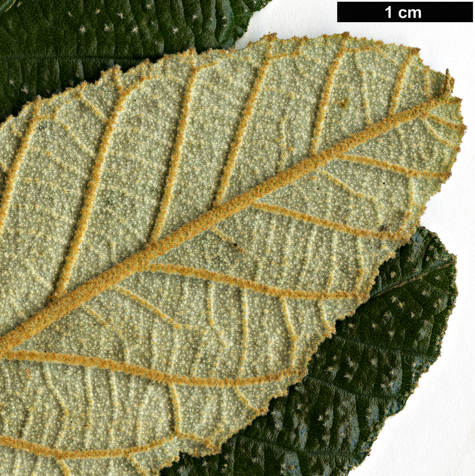 High resolution image: Family: Rhamnaceae - Genus: Pomaderris - Taxon: apetala High resolution image: Family: Rhamnaceae - Genus: Pomaderris - Taxon: apetala
