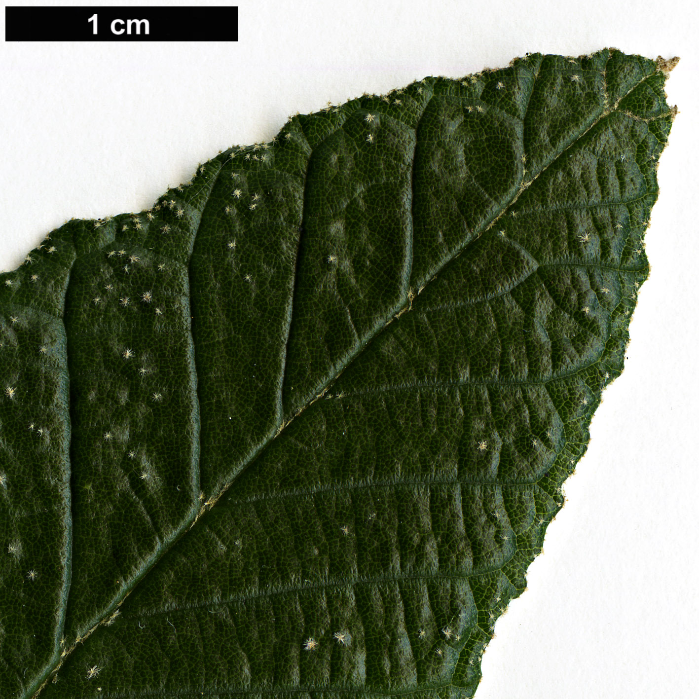 High resolution image: Family: Rhamnaceae - Genus: Pomaderris - Taxon: apetala High resolution image: Family: Rhamnaceae - Genus: Pomaderris - Taxon: apetala