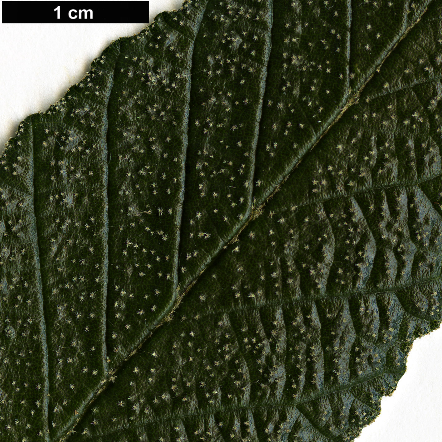 High resolution image: Family: Rhamnaceae - Genus: Pomaderris - Taxon: apetala High resolution image: Family: Rhamnaceae - Genus: Pomaderris - Taxon: apetala