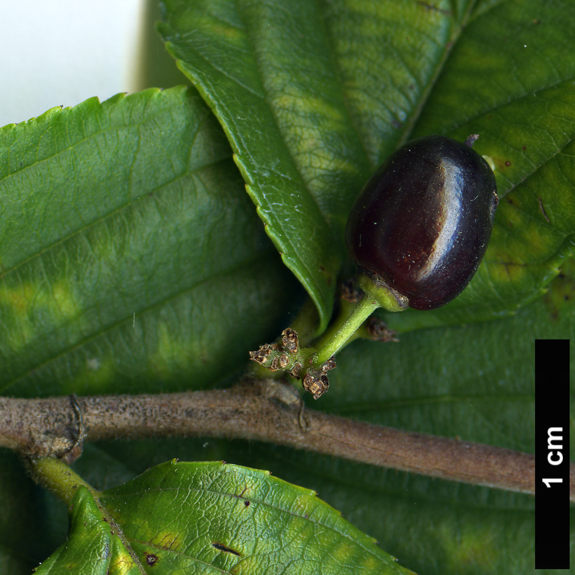 High resolution image: Family: Rhamnaceae - Genus: Rhamnella - Taxon: franguloides