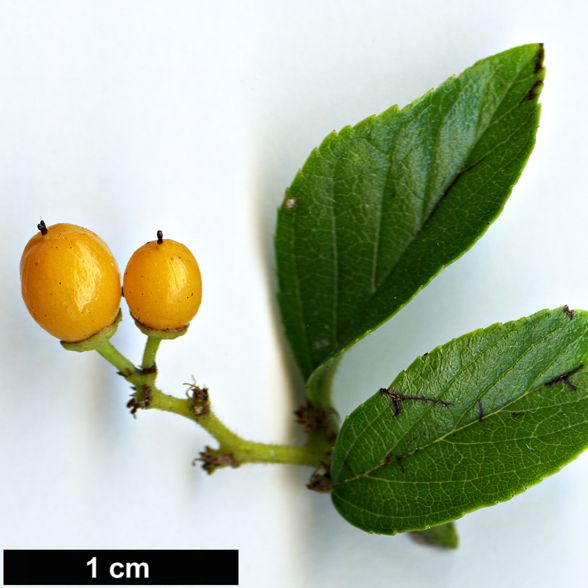 High resolution image: Family: Rhamnaceae - Genus: Rhamnella - Taxon: franguloides