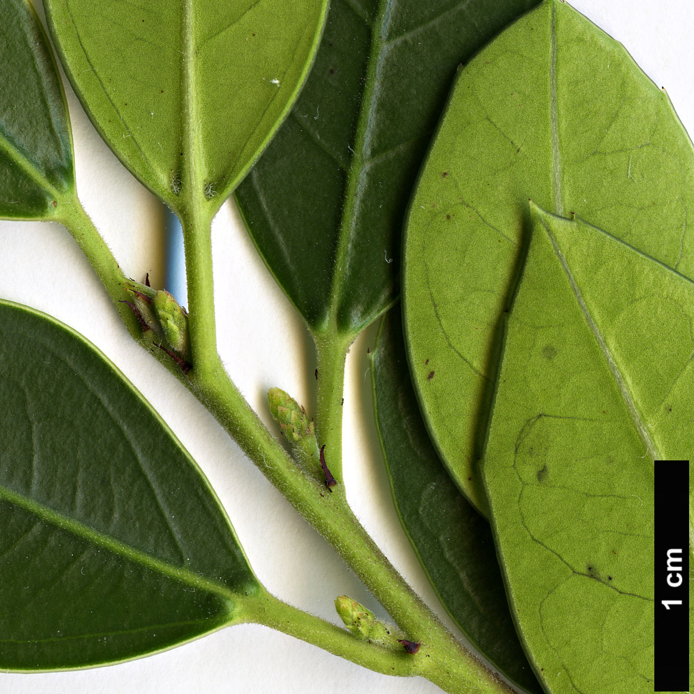 High resolution image: Family: Rhamnaceae - Genus: Rhamnus - Taxon: alaternus