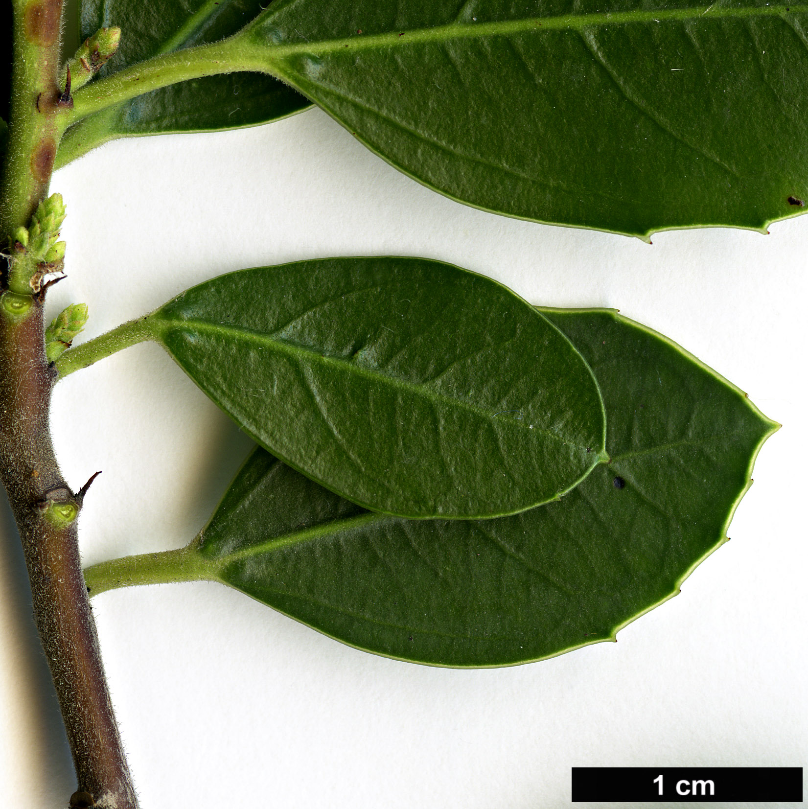 High resolution image: Family: Rhamnaceae - Genus: Rhamnus - Taxon: alaternus