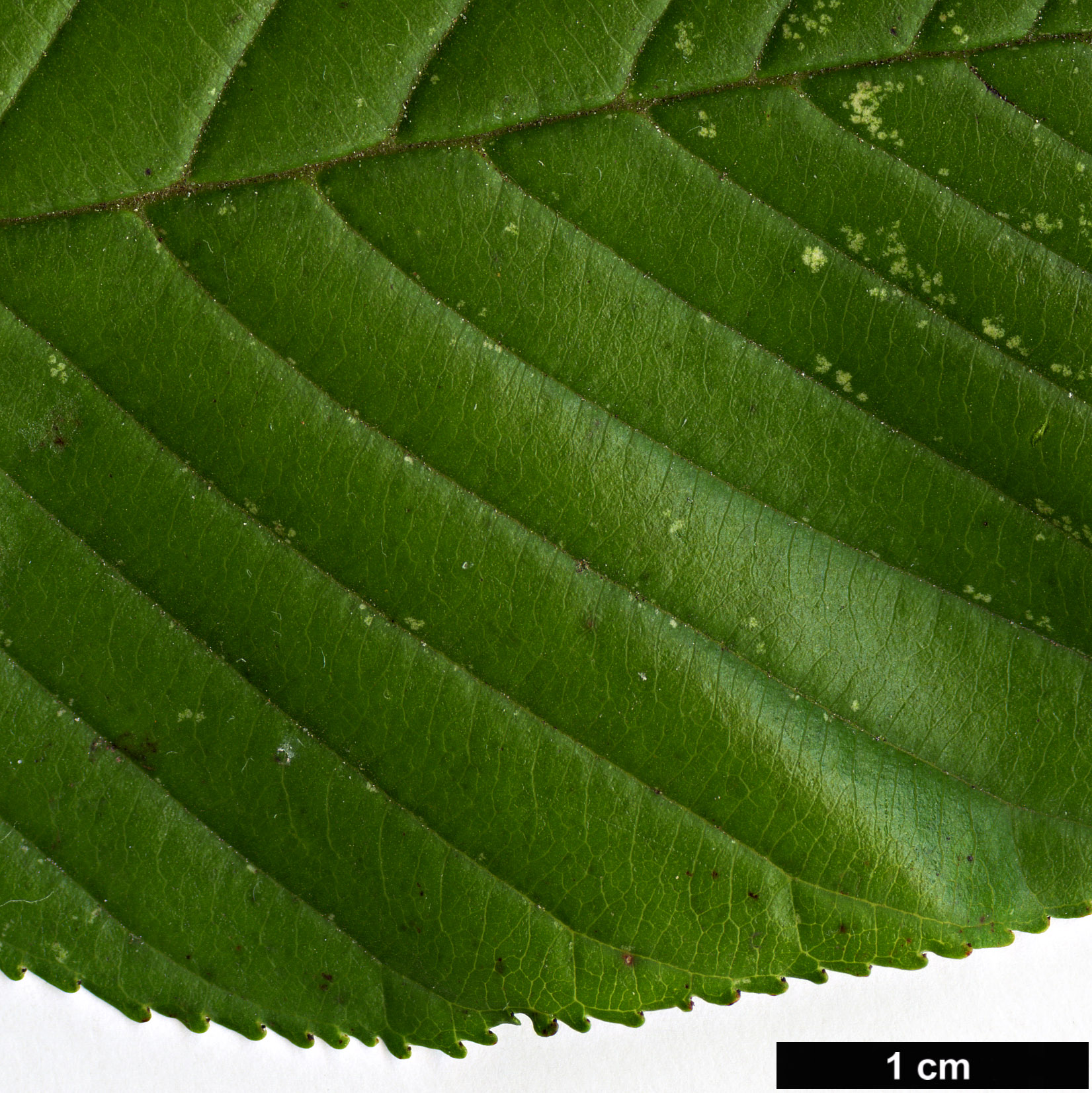 High resolution image: Family: Rhamnaceae - Genus: Rhamnus - Taxon: alpina High resolution image: Family: Rhamnaceae - Genus: Rhamnus - Taxon: alpina