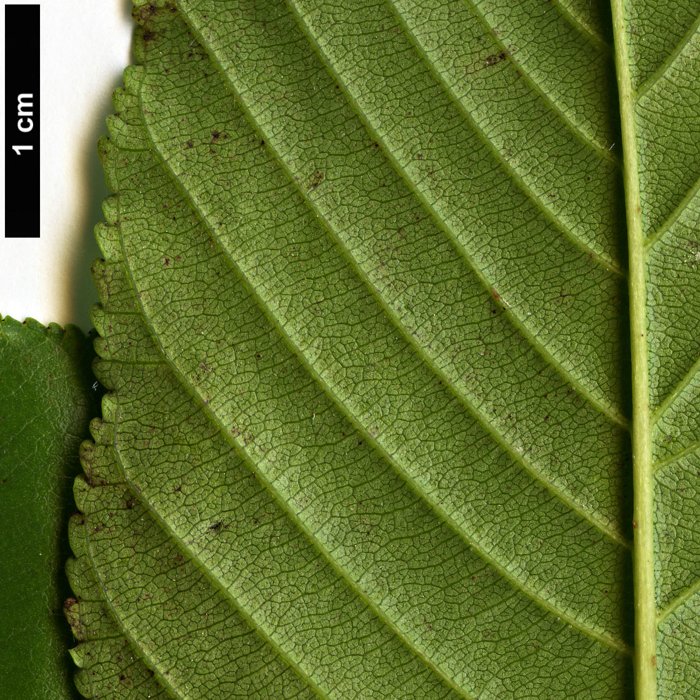 High resolution image: Family: Rhamnaceae - Genus: Rhamnus - Taxon: alpina High resolution image: Family: Rhamnaceae - Genus: Rhamnus - Taxon: alpina