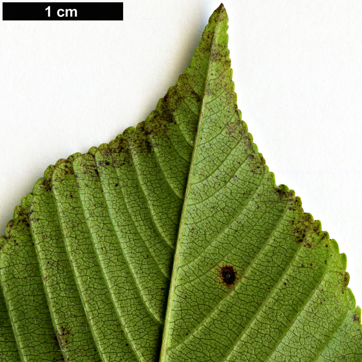High resolution image: Family: Rhamnaceae - Genus: Rhamnus - Taxon: alpina High resolution image: Family: Rhamnaceae - Genus: Rhamnus - Taxon: alpina