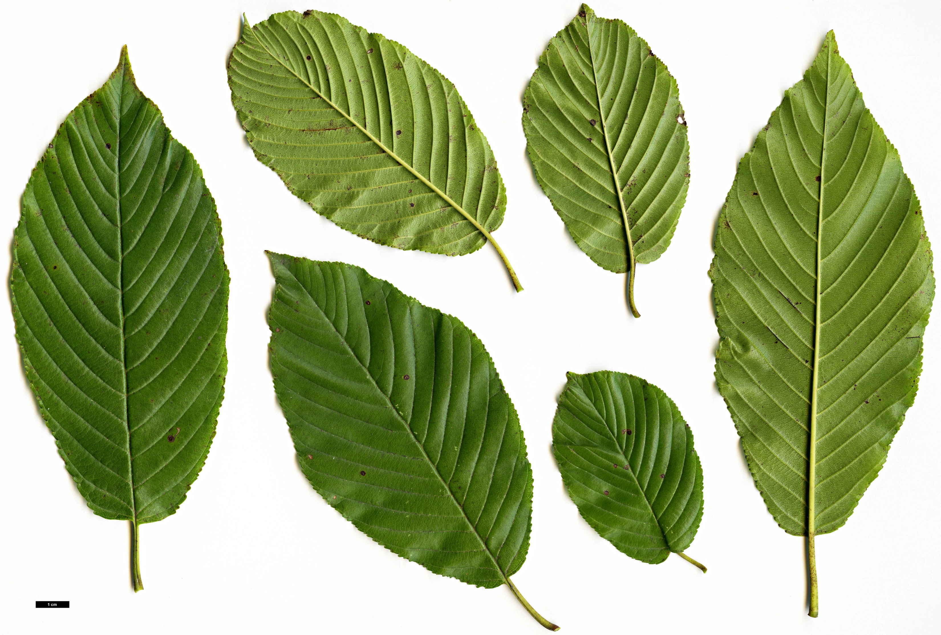 High resolution image: Family: Rhamnaceae - Genus: Rhamnus - Taxon: alpina High resolution image: Family: Rhamnaceae - Genus: Rhamnus - Taxon: alpina