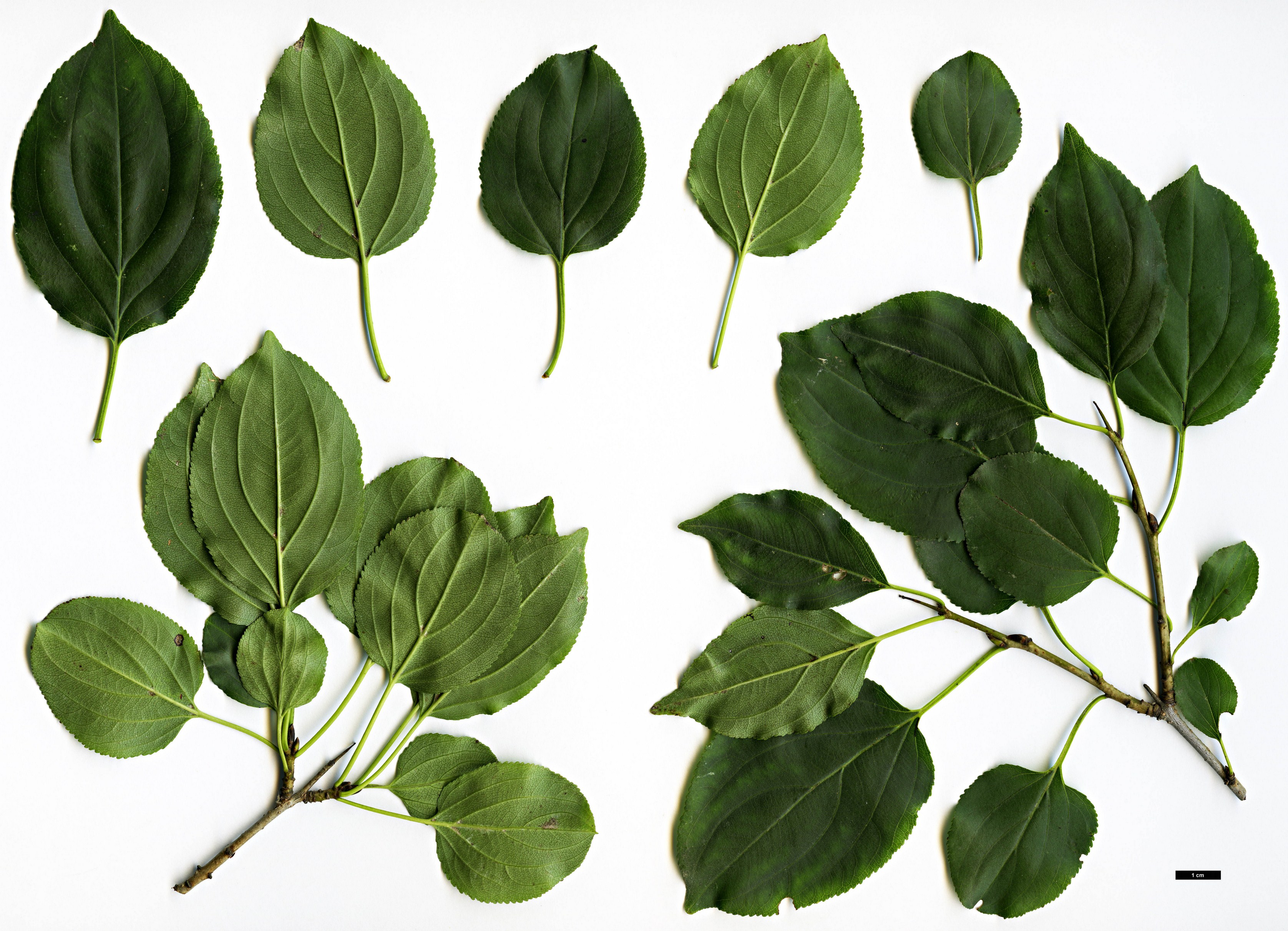 High resolution image: Family: Rhamnaceae - Genus: Rhamnus - Taxon: cathartica