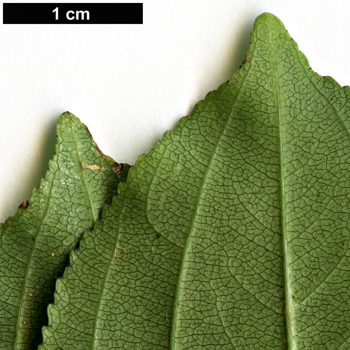 High resolution image: Family: Rhamnaceae - Genus: Rhamnus - Taxon: cathartica