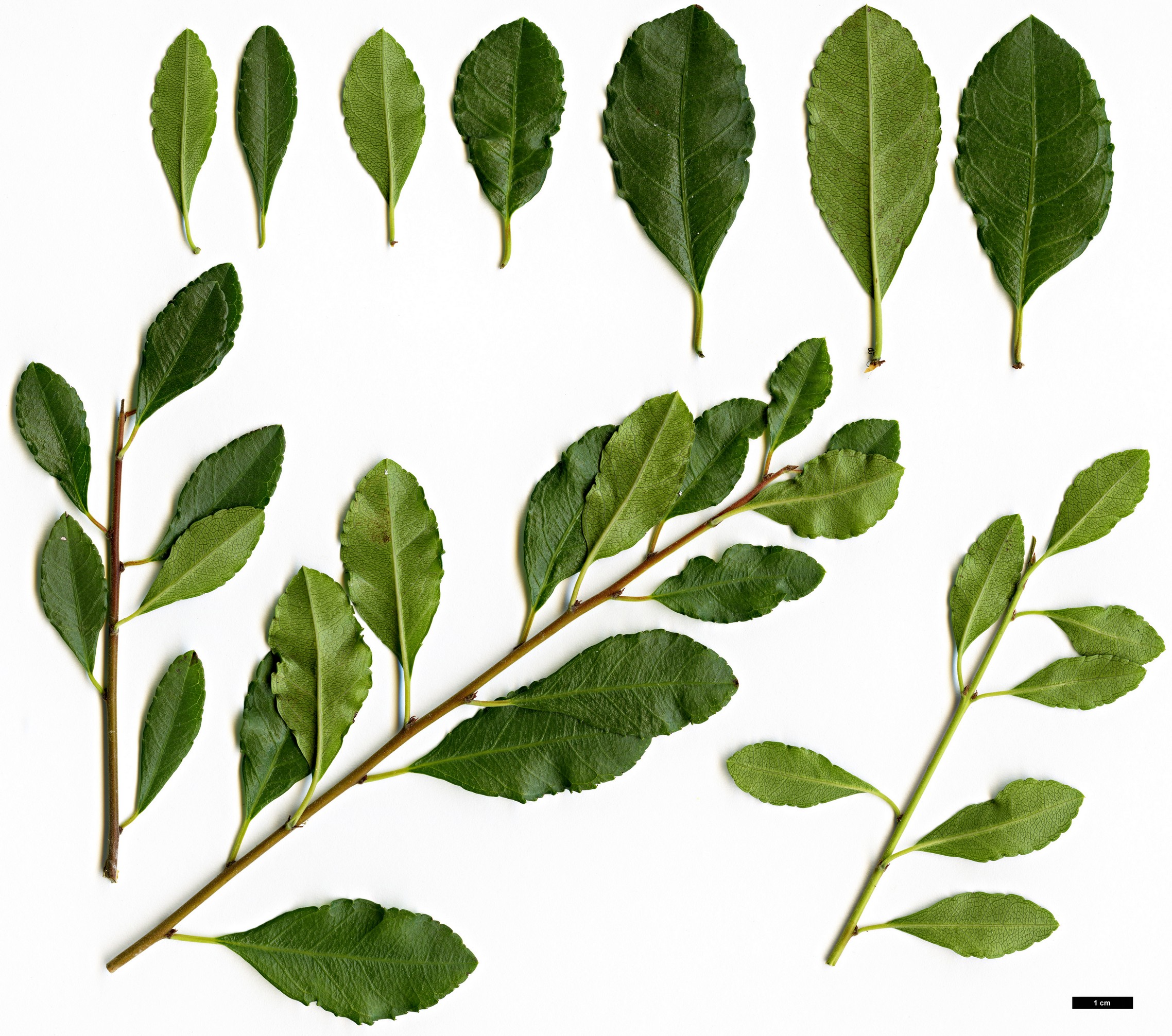 High resolution image: Family: Rhamnaceae - Genus: Rhamnus - Taxon: crenulata