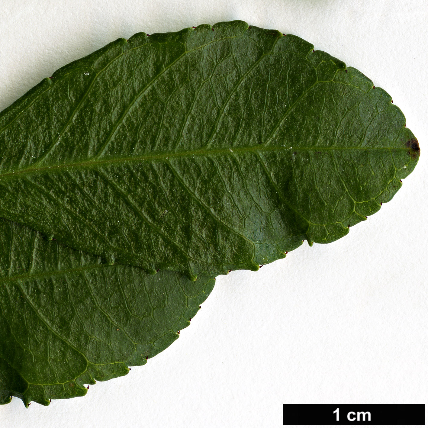 High resolution image: Family: Rhamnaceae - Genus: Rhamnus - Taxon: crenulata