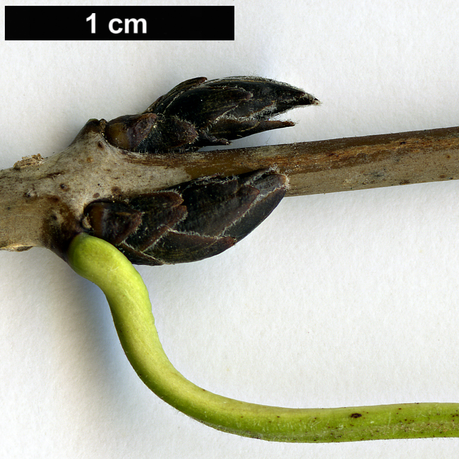 High resolution image: Family: Rhamnaceae - Genus: Rhamnus - Taxon: davurica