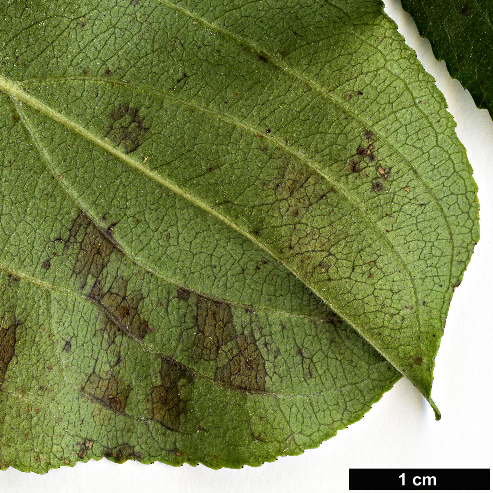 High resolution image: Family: Rhamnaceae - Genus: Rhamnus - Taxon: davurica