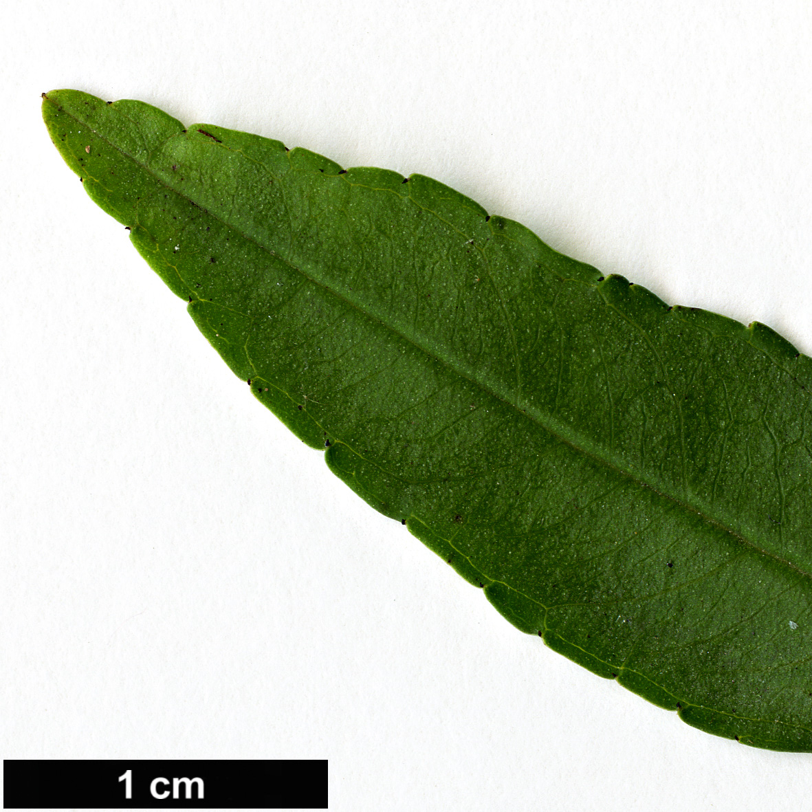 High resolution image: Family: Rhamnaceae - Genus: Rhamnus - Taxon: erythroxyloides - SpeciesSub: subsp.erythroxyloides