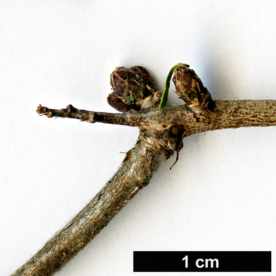 High resolution image: Family: Rhamnaceae - Genus: Rhamnus - Taxon: erythroxyloides - SpeciesSub: subsp.erythroxyloides