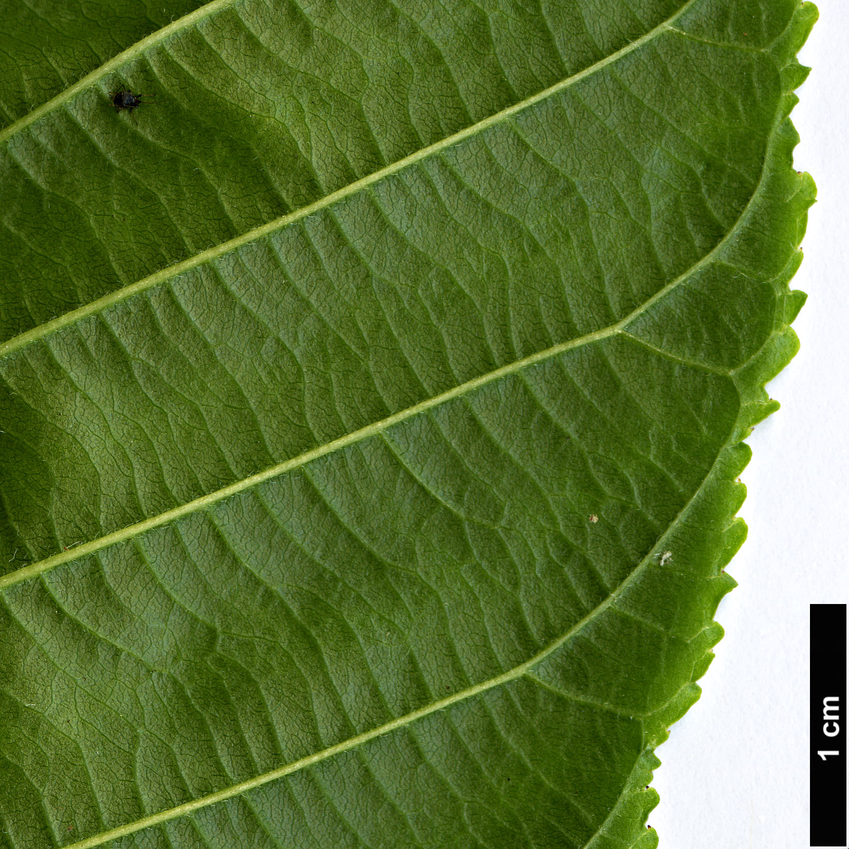 High resolution image: Family: Rhamnaceae - Genus: Rhamnus - Taxon: imeretina