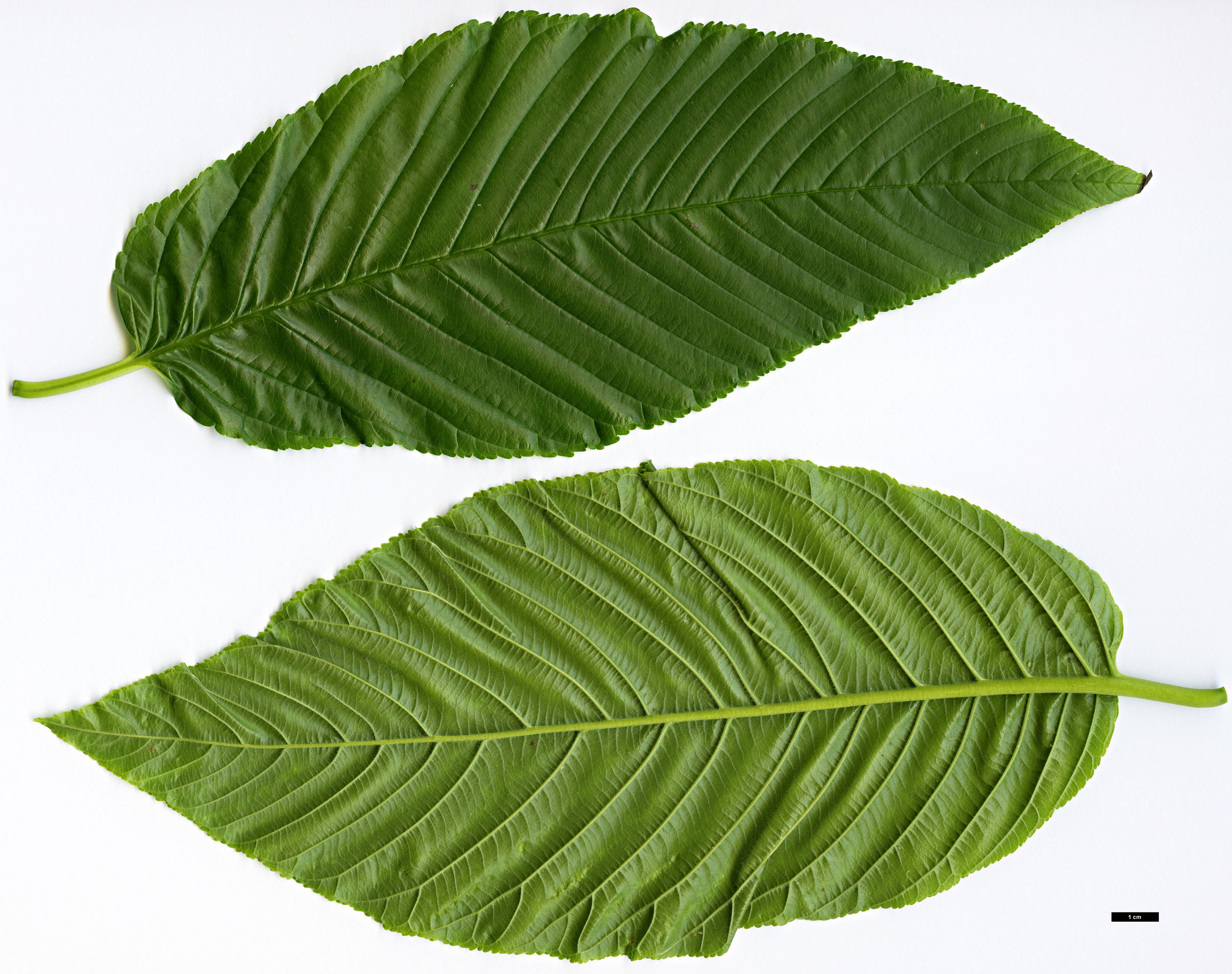 High resolution image: Family: Rhamnaceae - Genus: Rhamnus - Taxon: imeretina