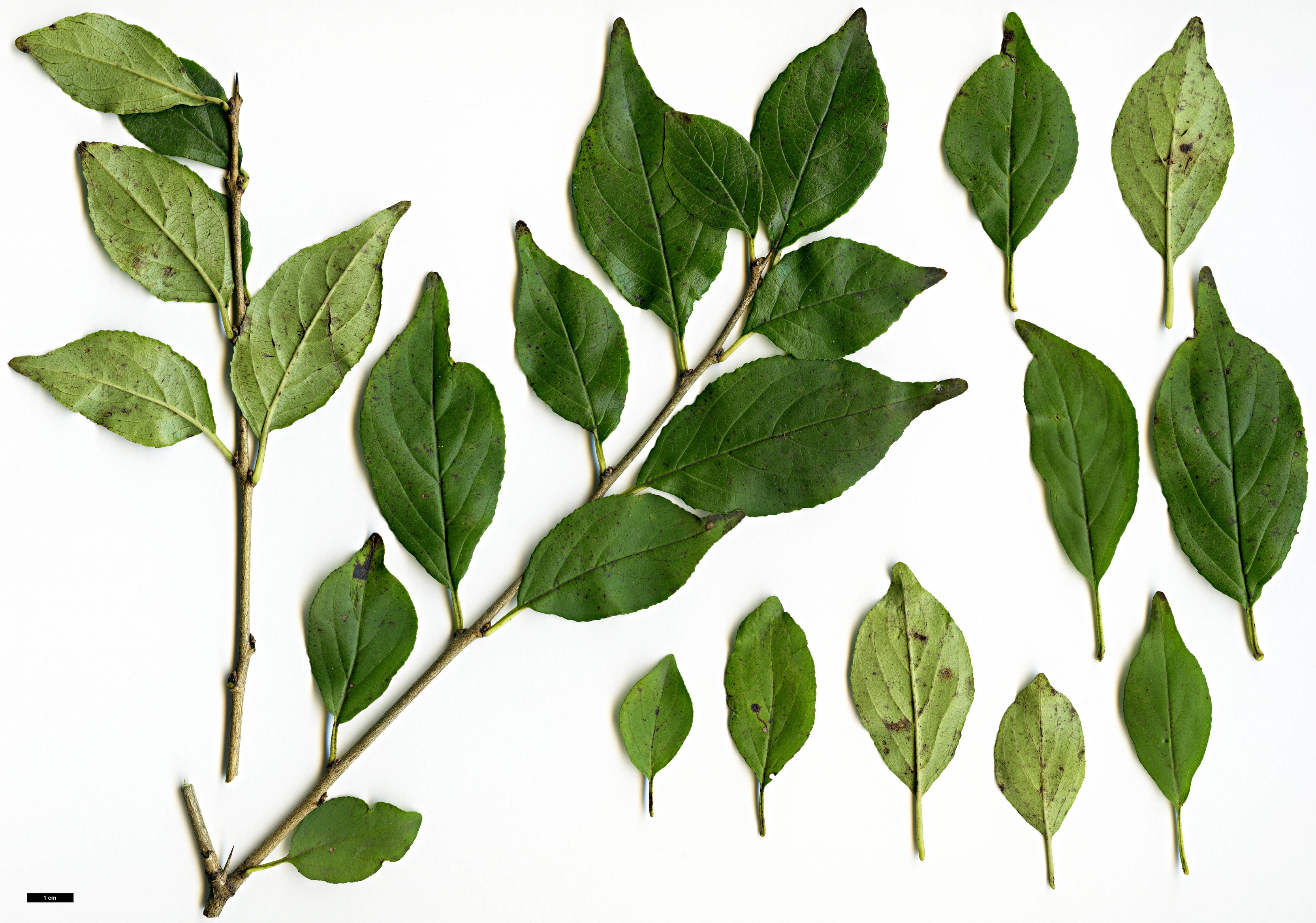 High resolution image: Family: Rhamnaceae - Genus: Rhamnus - Taxon: japonica High resolution image: Family: Rhamnaceae - Genus: Rhamnus - Taxon: japonica