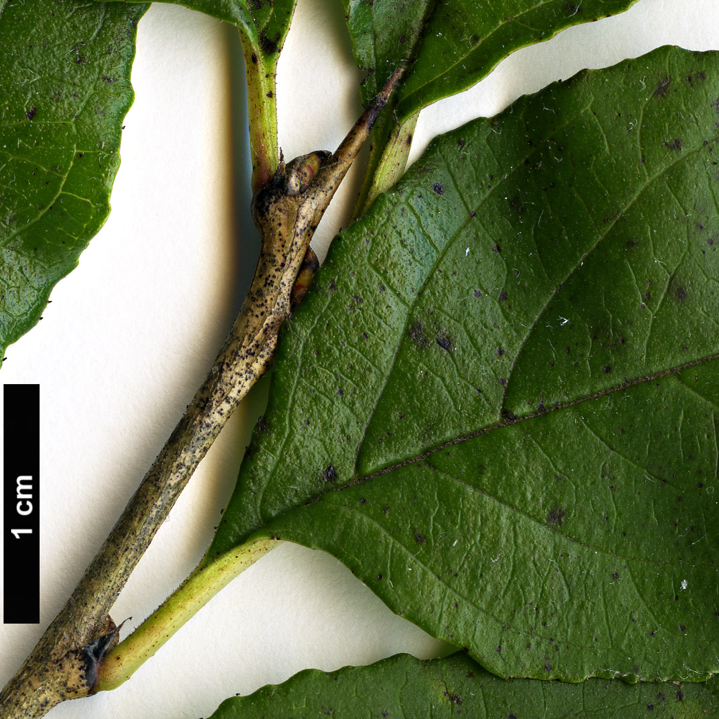 High resolution image: Family: Rhamnaceae - Genus: Rhamnus - Taxon: japonica High resolution image: Family: Rhamnaceae - Genus: Rhamnus - Taxon: japonica