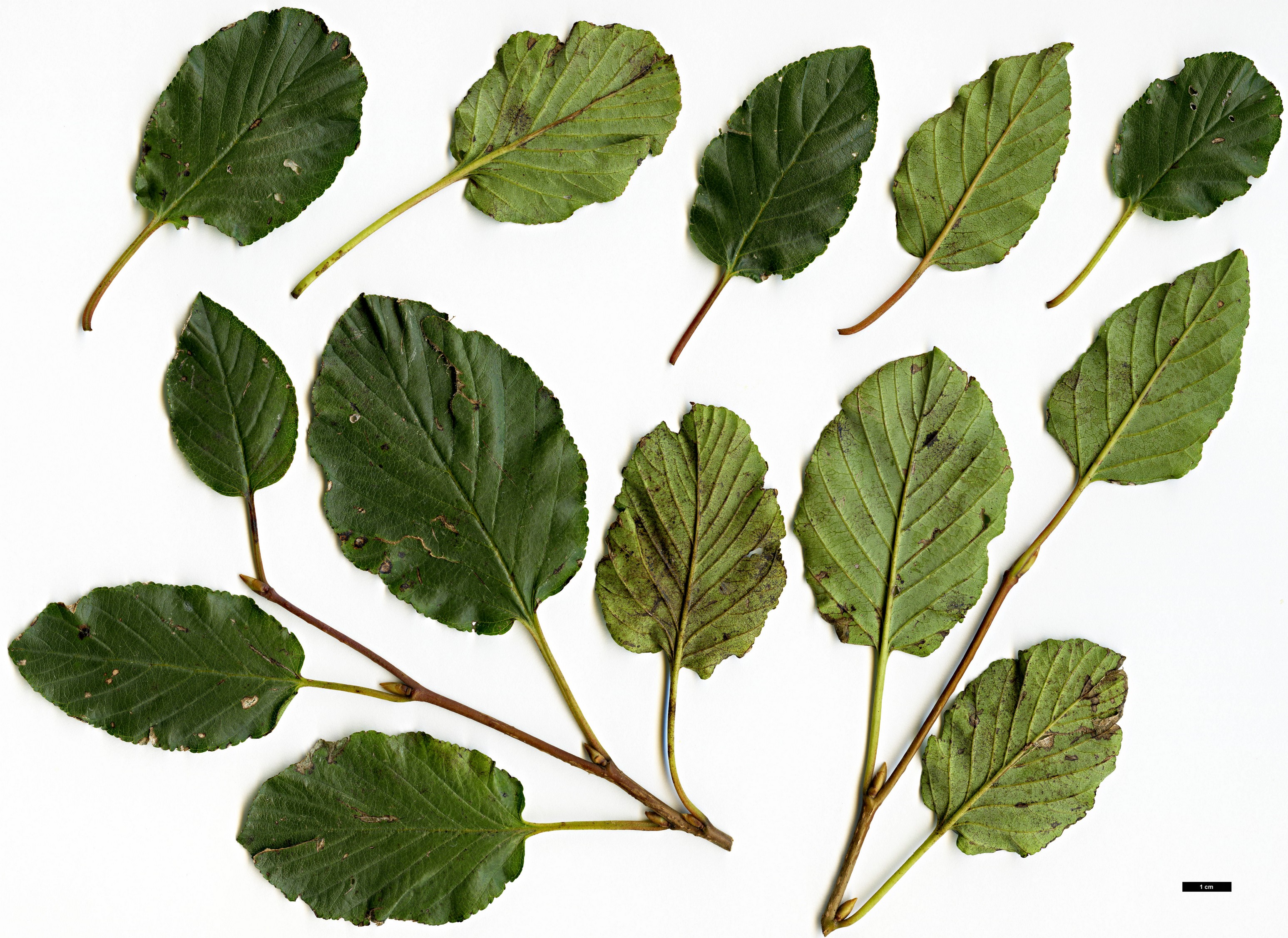 High resolution image: Family: Rhamnaceae - Genus: Rhamnus - Taxon: microcarpa