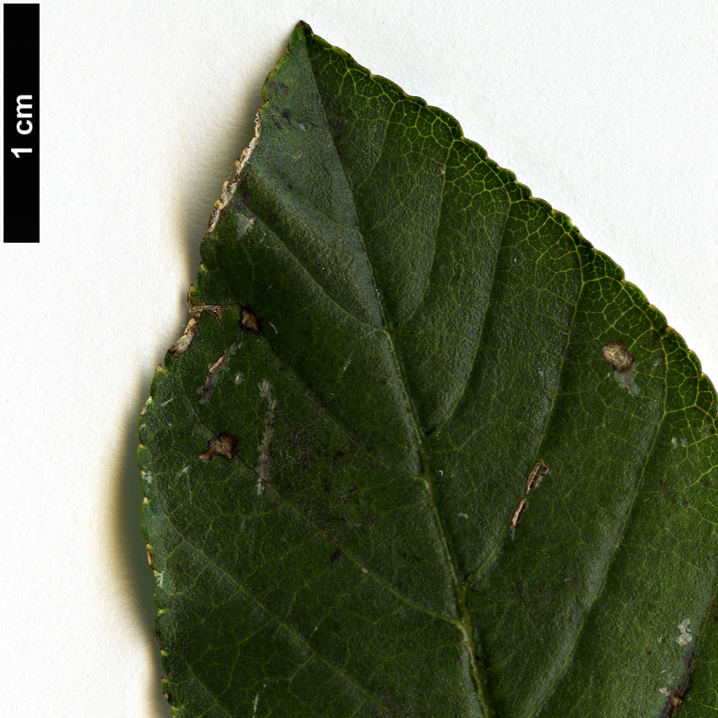 High resolution image: Family: Rhamnaceae - Genus: Rhamnus - Taxon: microcarpa