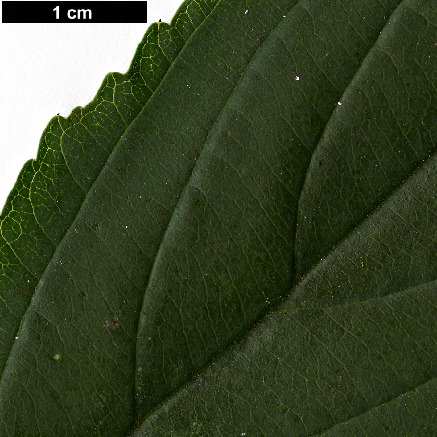 High resolution image: Family: Rhamnaceae - Genus: Rhamnus - Taxon: nakaharae High resolution image: Family: Rhamnaceae - Genus: Rhamnus - Taxon: nakaharae
