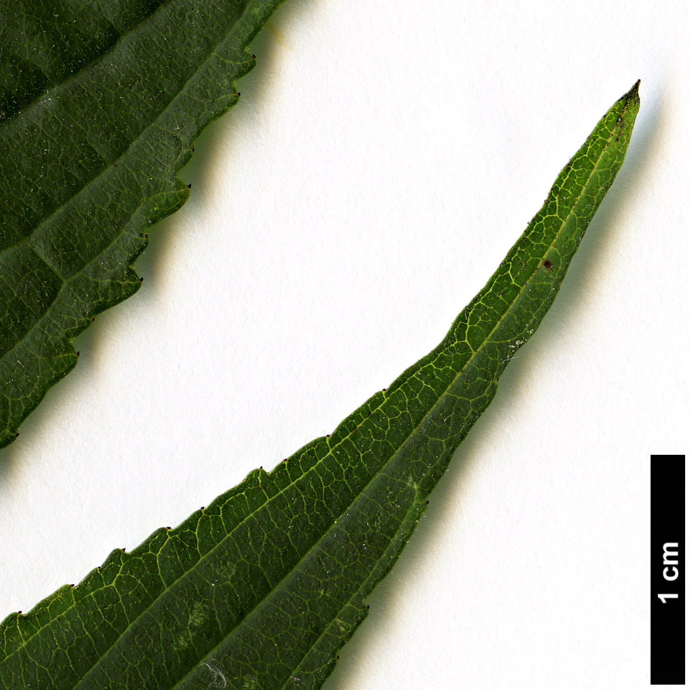 High resolution image: Family: Rhamnaceae - Genus: Rhamnus - Taxon: nakaharae High resolution image: Family: Rhamnaceae - Genus: Rhamnus - Taxon: nakaharae