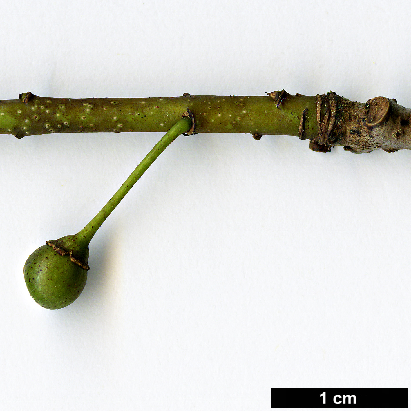 High resolution image: Family: Rhamnaceae - Genus: Rhamnus - Taxon: nakaharae High resolution image: Family: Rhamnaceae - Genus: Rhamnus - Taxon: nakaharae