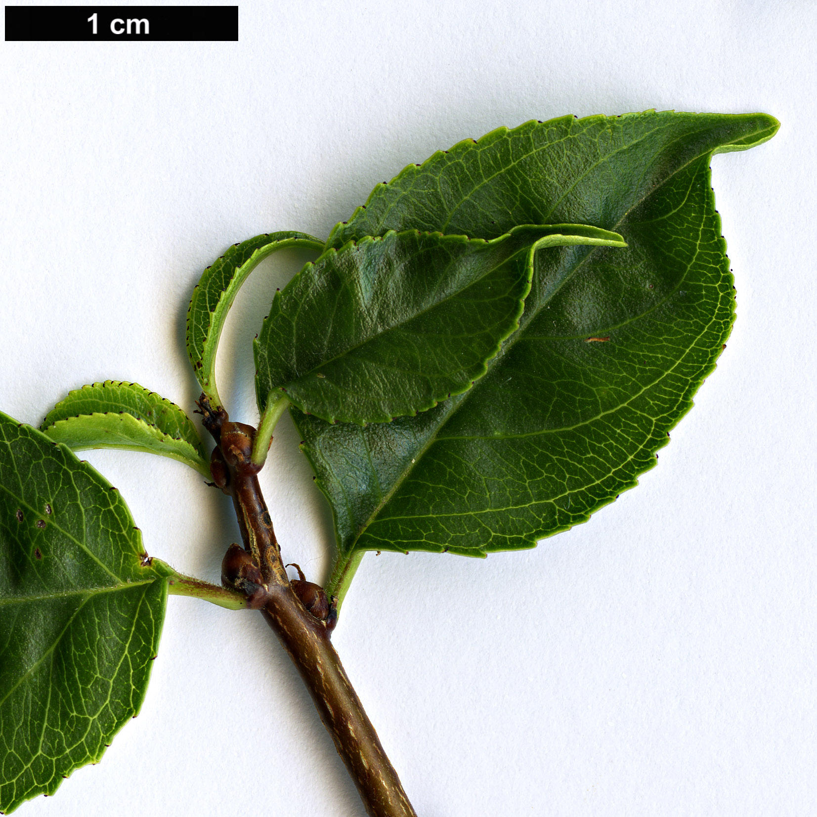 High resolution image: Family: Rhamnaceae - Genus: Rhamnus - Taxon: saxatilis