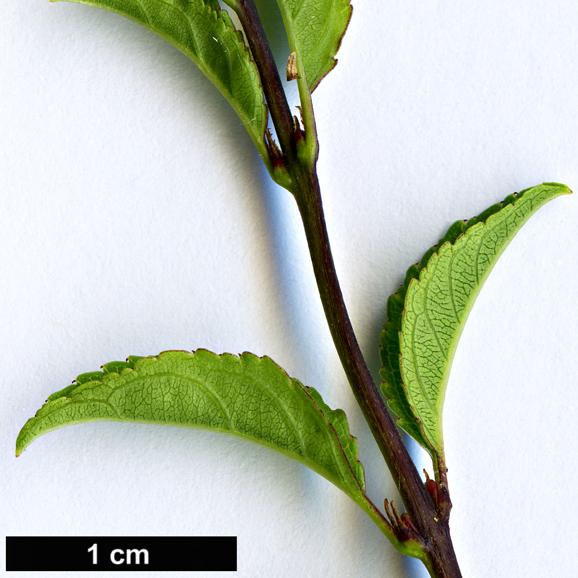 High resolution image: Family: Rhamnaceae - Genus: Rhamnus - Taxon: saxatilis